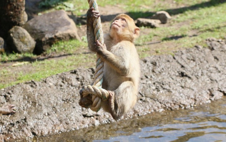 Двухлетняя девочка находится в реанимации после нападения обезьяны в Подмосковье
