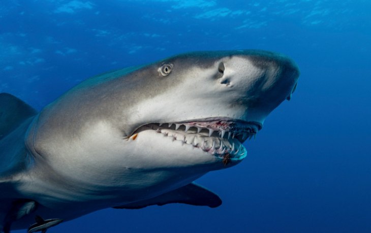 &laquo;Если акула распробовала человека, он точно лишится конечностей&raquo;: эксперт о трагедии в Египте