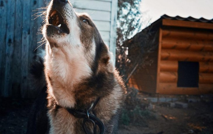 12-летнюю участницу первенства России по шахматам загрызли собаки