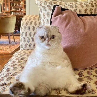 Кошка Тейлор Свифт и собаки Опры Уинфри стали самыми богатыми животными в мире