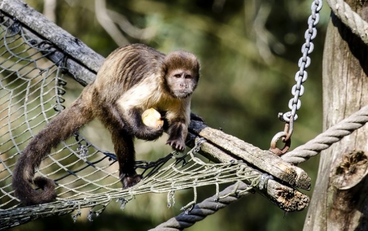 Распространение обезьяньей оспы пугает. ВОЗ объявила чрезвычайную ситуацию