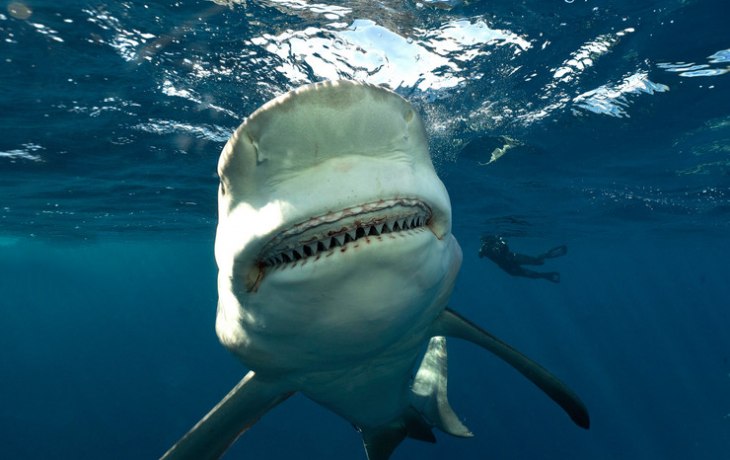 Причиной нападения акулы на женщину в Хургаде могло стать затонувшее судно с тысячами овец