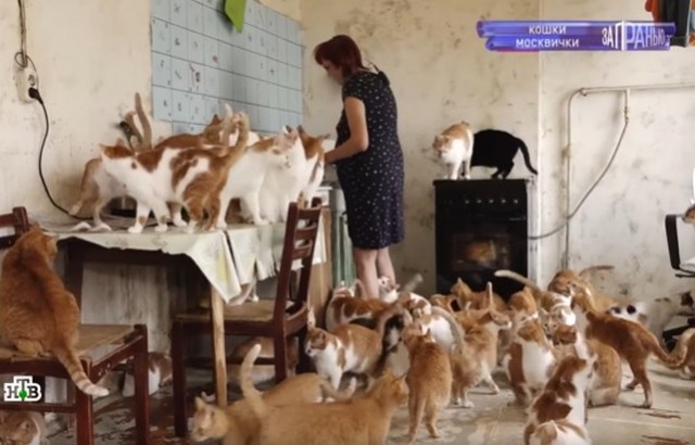 Елена работает почтальоном, зарабатывает 25 тысяч, но продолжает жить с кошками