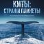 Жан Дюжарден и Сергей Бурунов озвучили фильм &laquo;Киты: Стражи планеты&raquo;